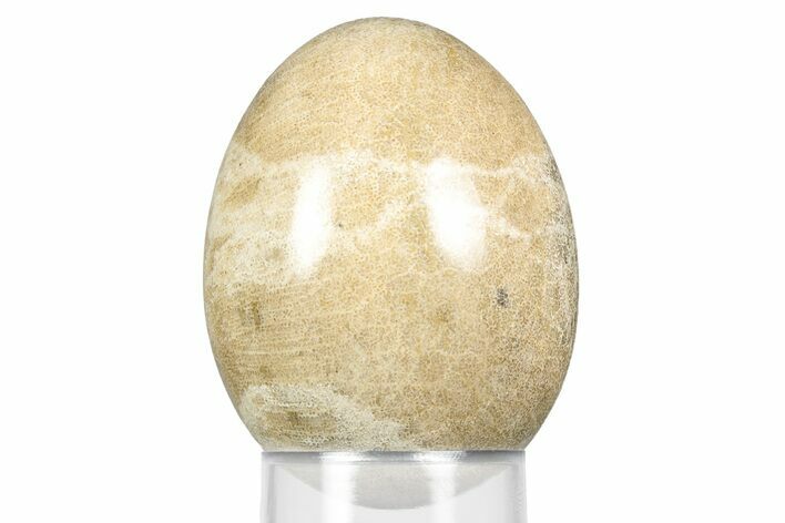 Polished Oligocene Fossil Coral Egg - Philippines #356299